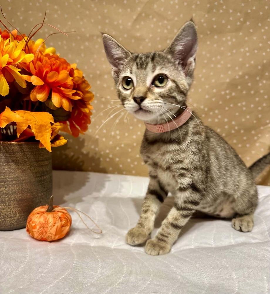 Enlarge Cadet, a Adoptable mixed breed in Groveland, MA image 5/5