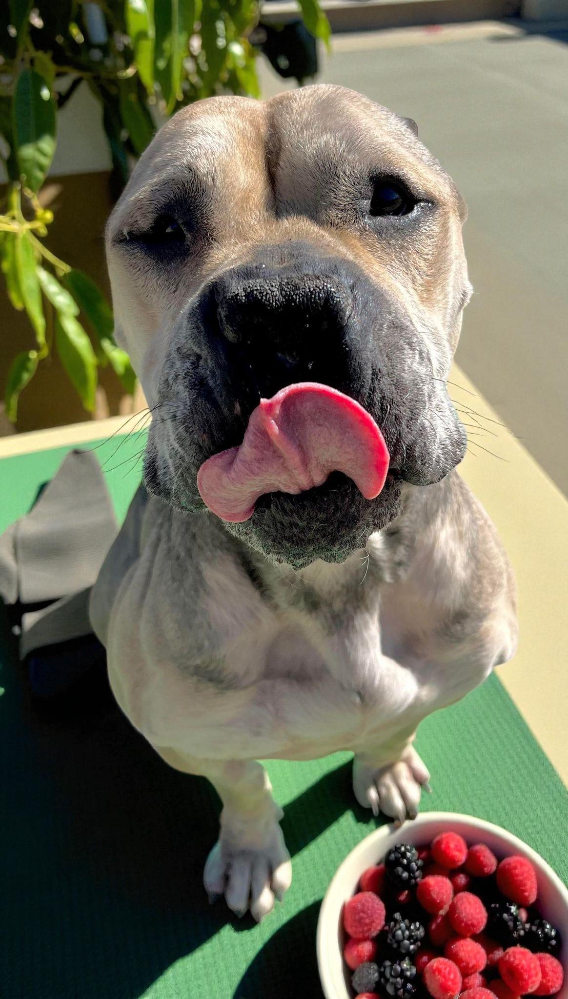 Enlarge Julie, a Adoptable mixed breed in Flagstaff, AZ image 2/6