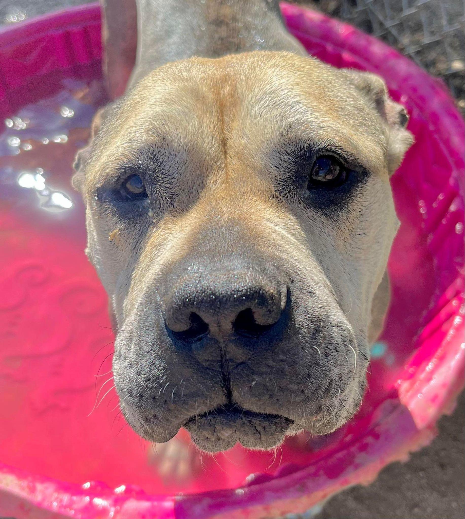 Enlarge Julie, a Adoptable mixed breed in Flagstaff, AZ image 1/6