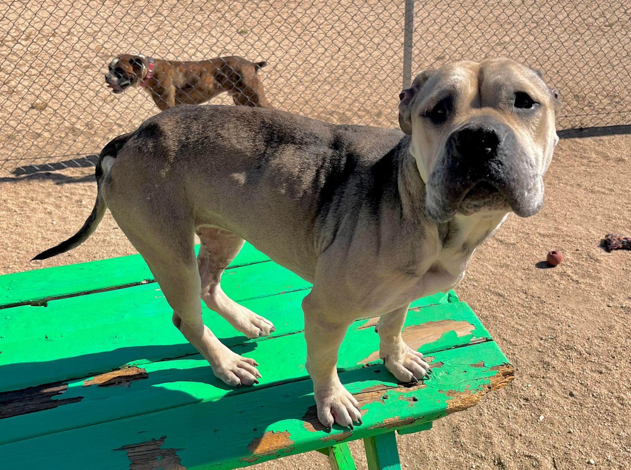 Enlarge Julie, a Adoptable mixed breed in Flagstaff, AZ image 3/6