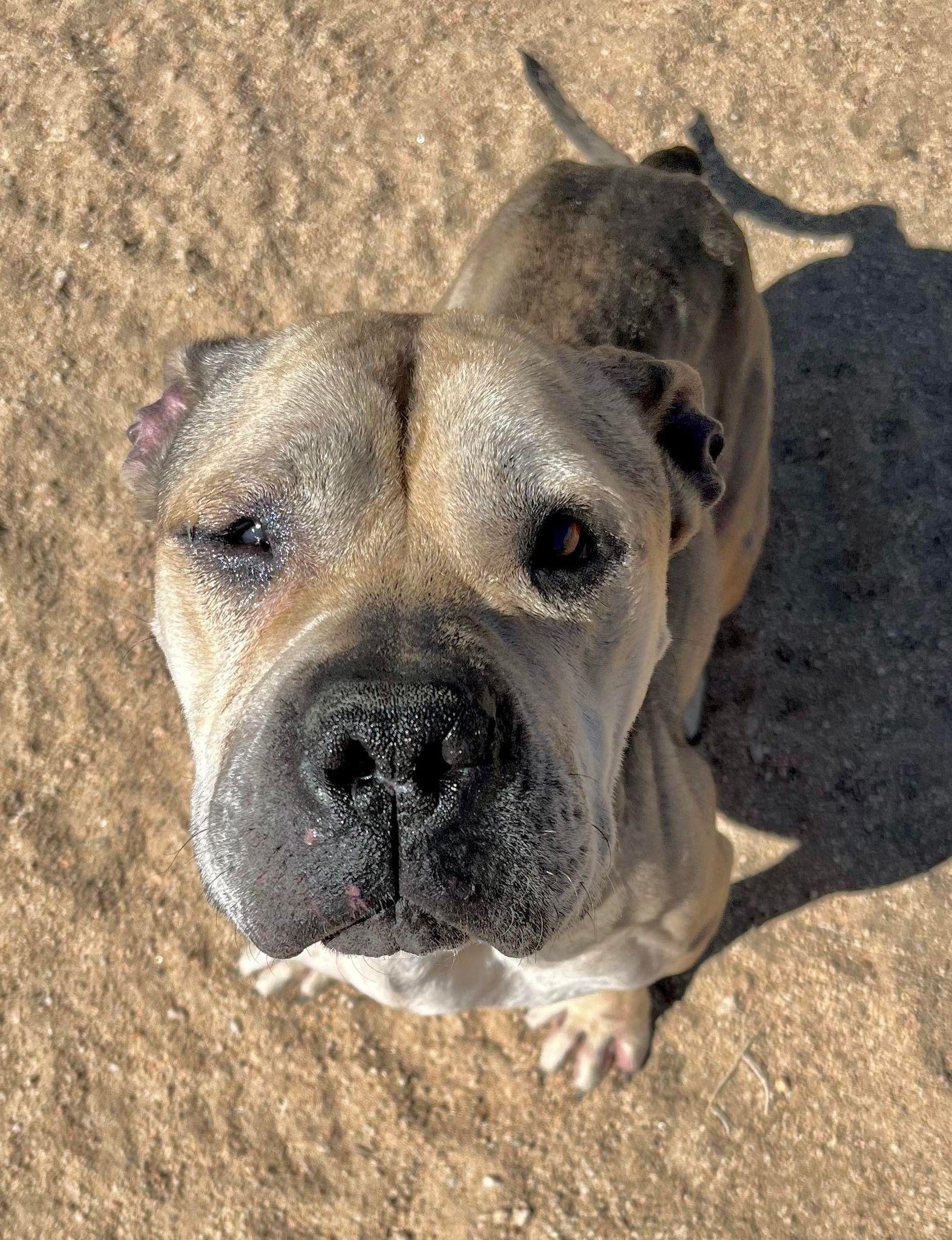 Enlarge Julie, a Adoptable mixed breed in Flagstaff, AZ image 4/6