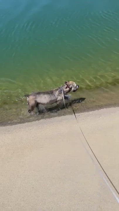 Enlarge Julie, a Adoptable mixed breed in Flagstaff, AZ video 6/6