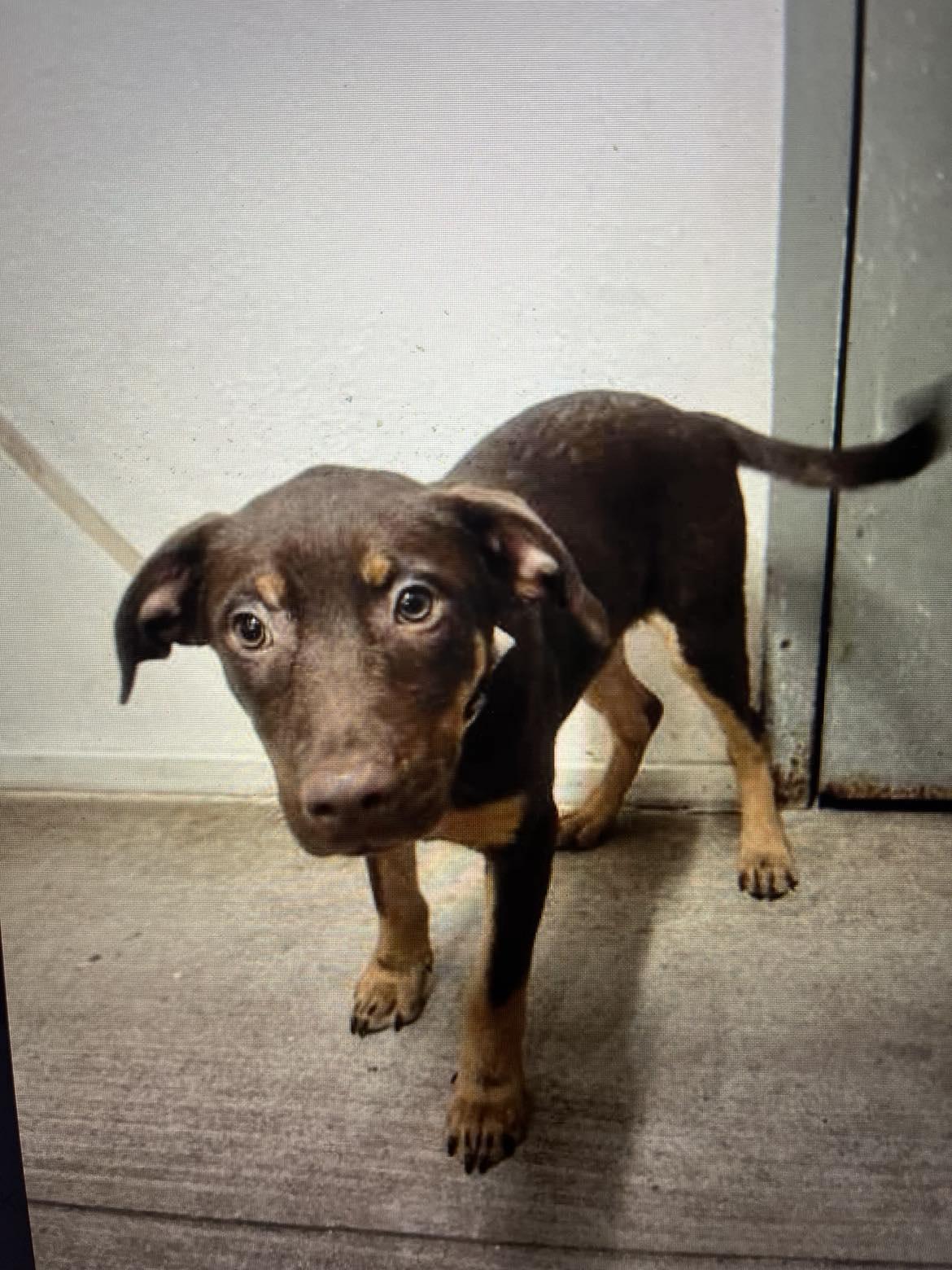 Enlarge Ollie, a Adopted mixed breed in Deltona, FL image 1/3