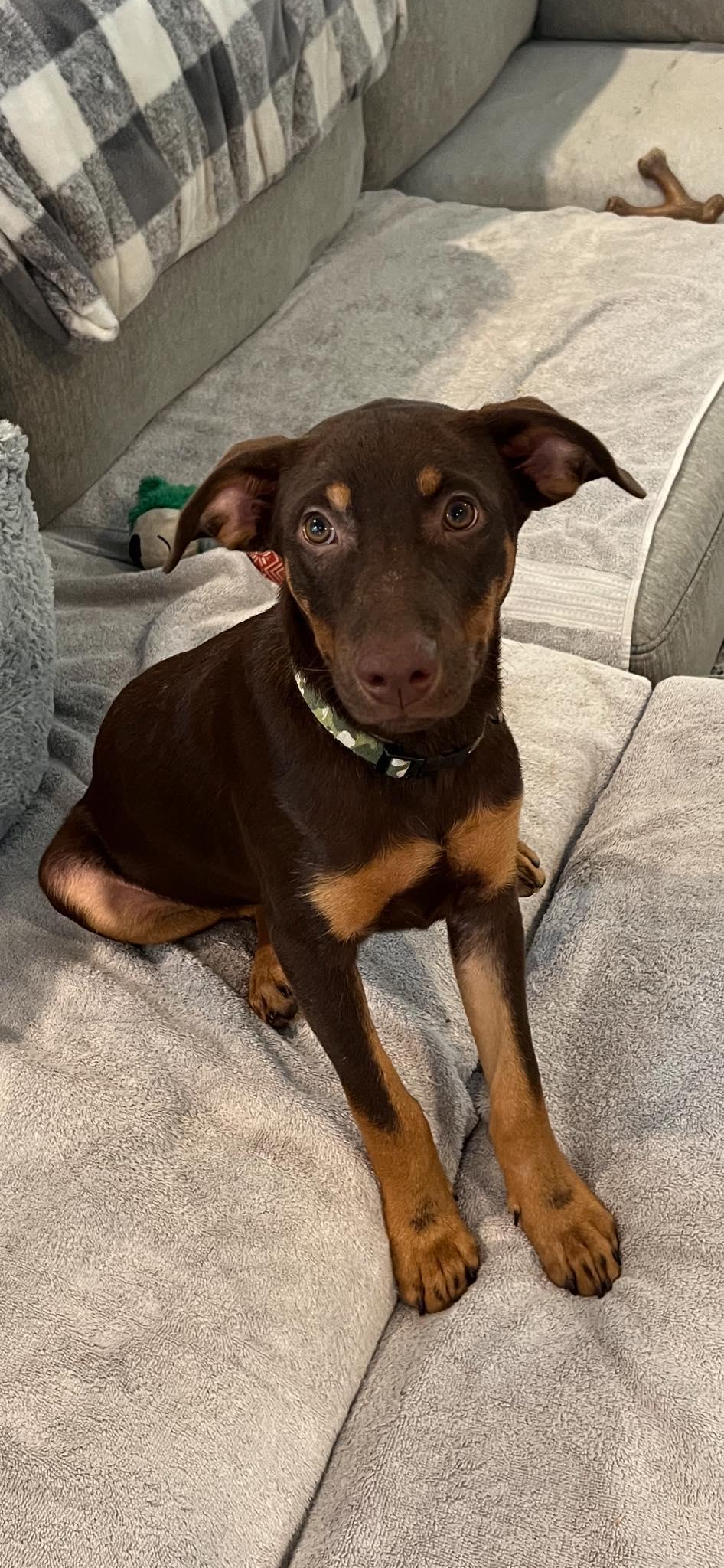 Enlarge Ollie, a Adopted mixed breed in Deltona, FL image 2/3