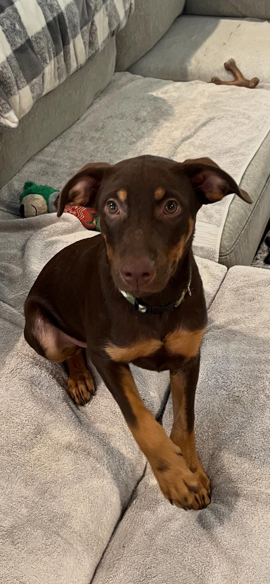 Enlarge Ollie, a Adopted mixed breed in Deltona, FL image 3/3