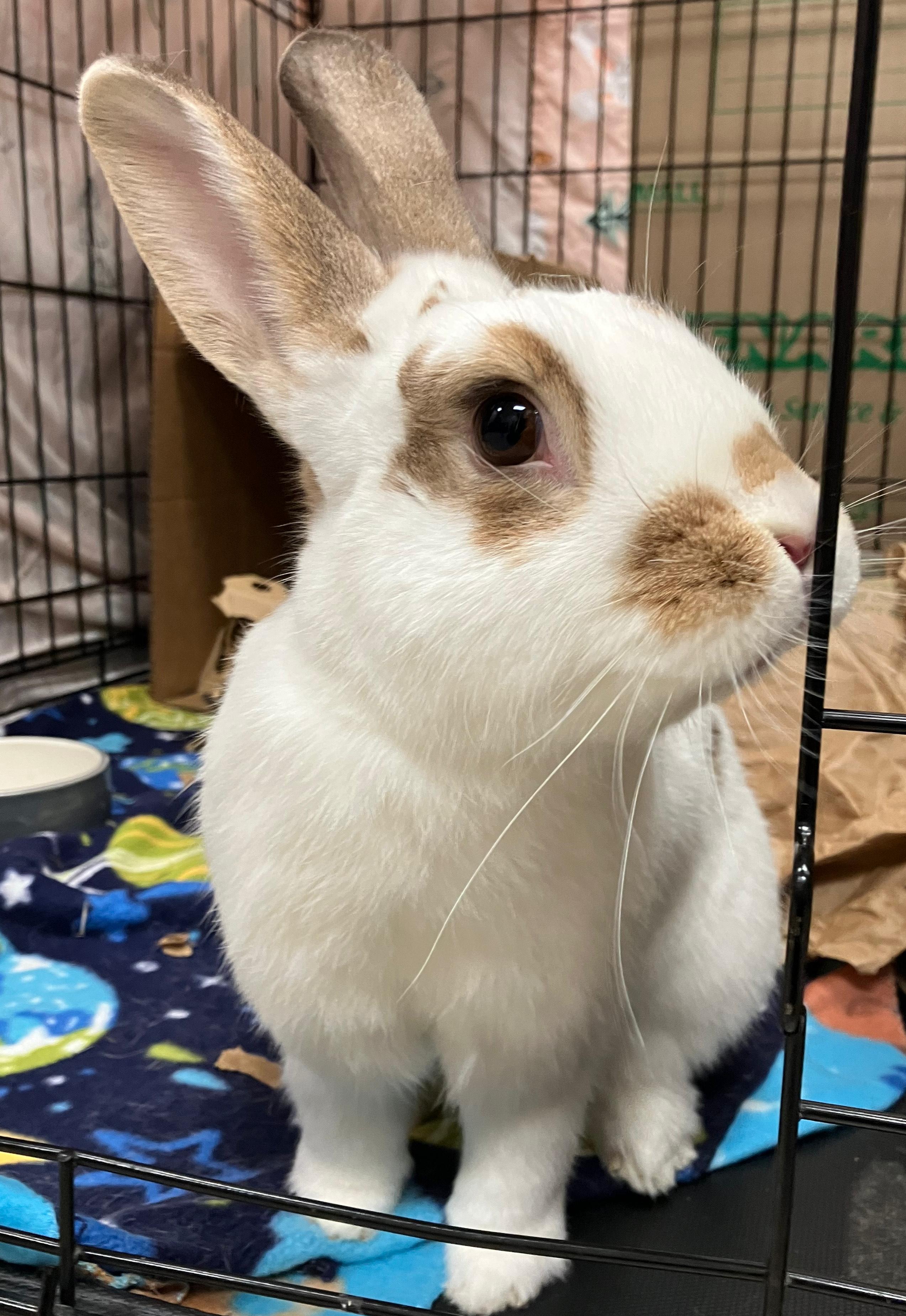 Enlarge Jax, an adopted mixed breed in Oshkosh, WI image 2/5