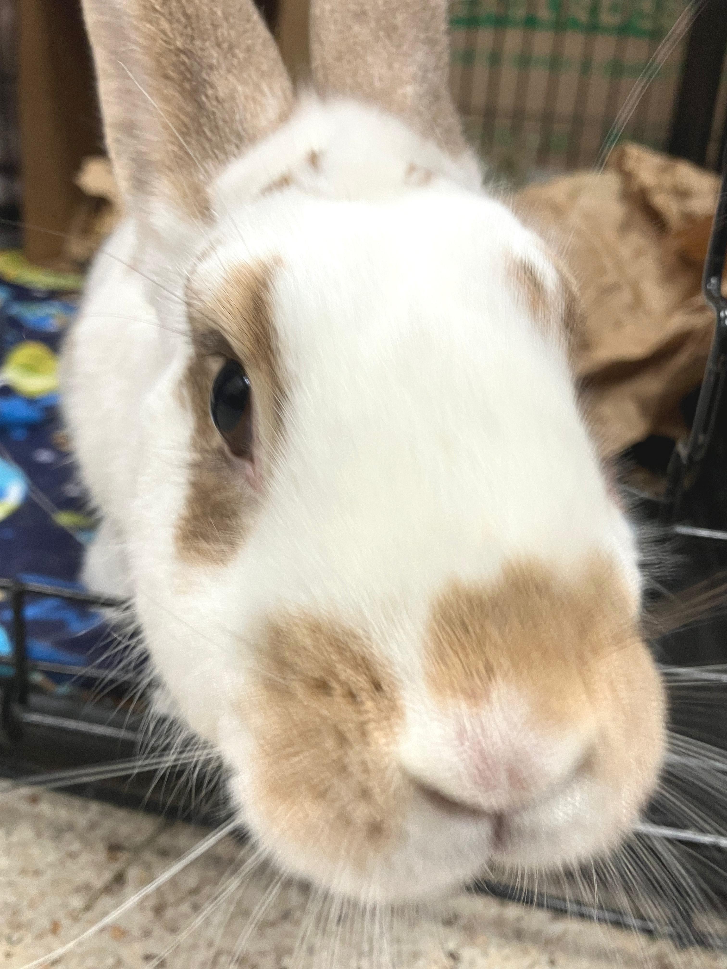 Enlarge Jax, an adopted mixed breed in Oshkosh, WI image 5/5