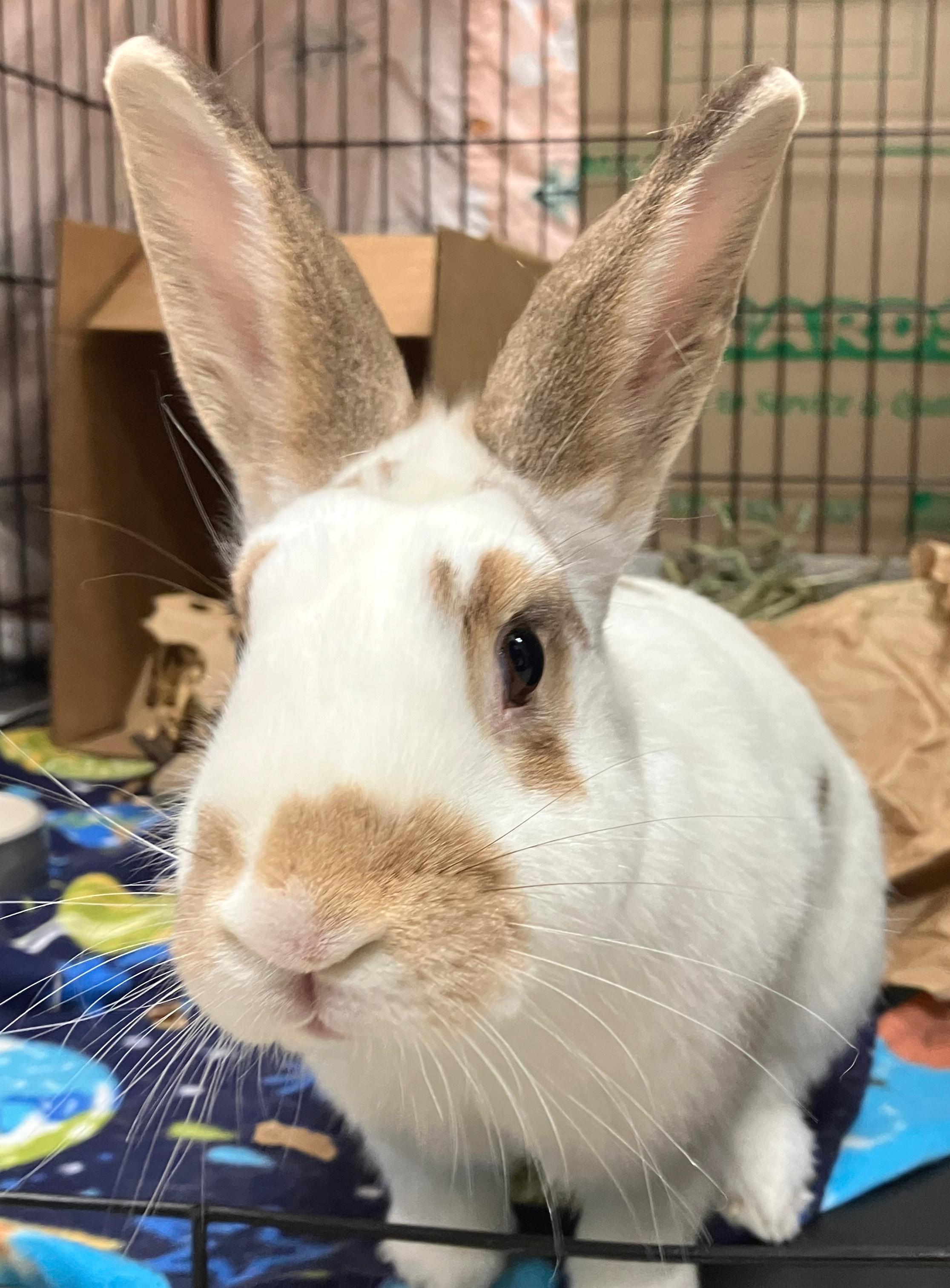 Enlarge Jax, an adopted mixed breed in Oshkosh, WI image 1/5