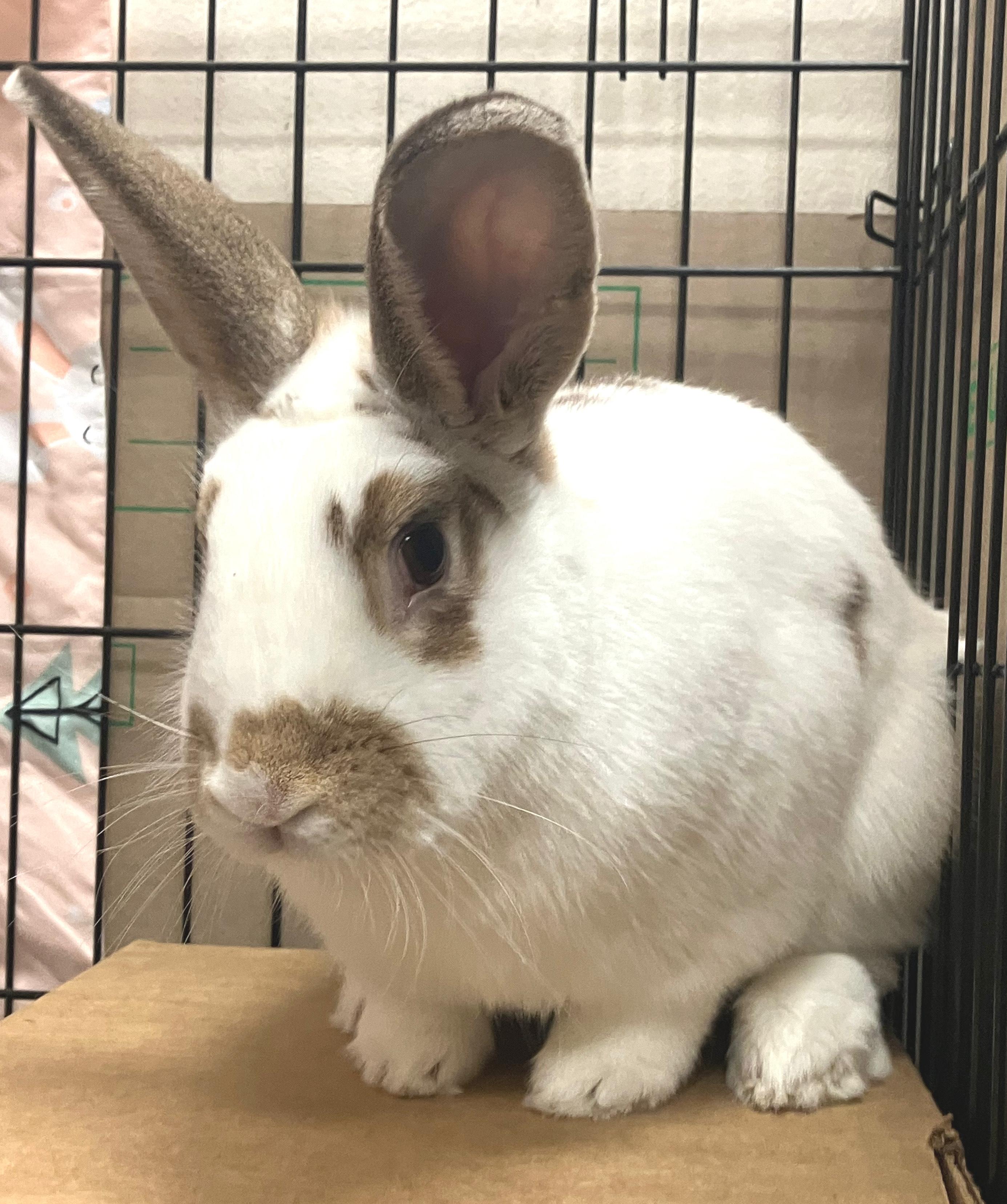 Enlarge Jax, an adopted mixed breed in Oshkosh, WI image 4/5