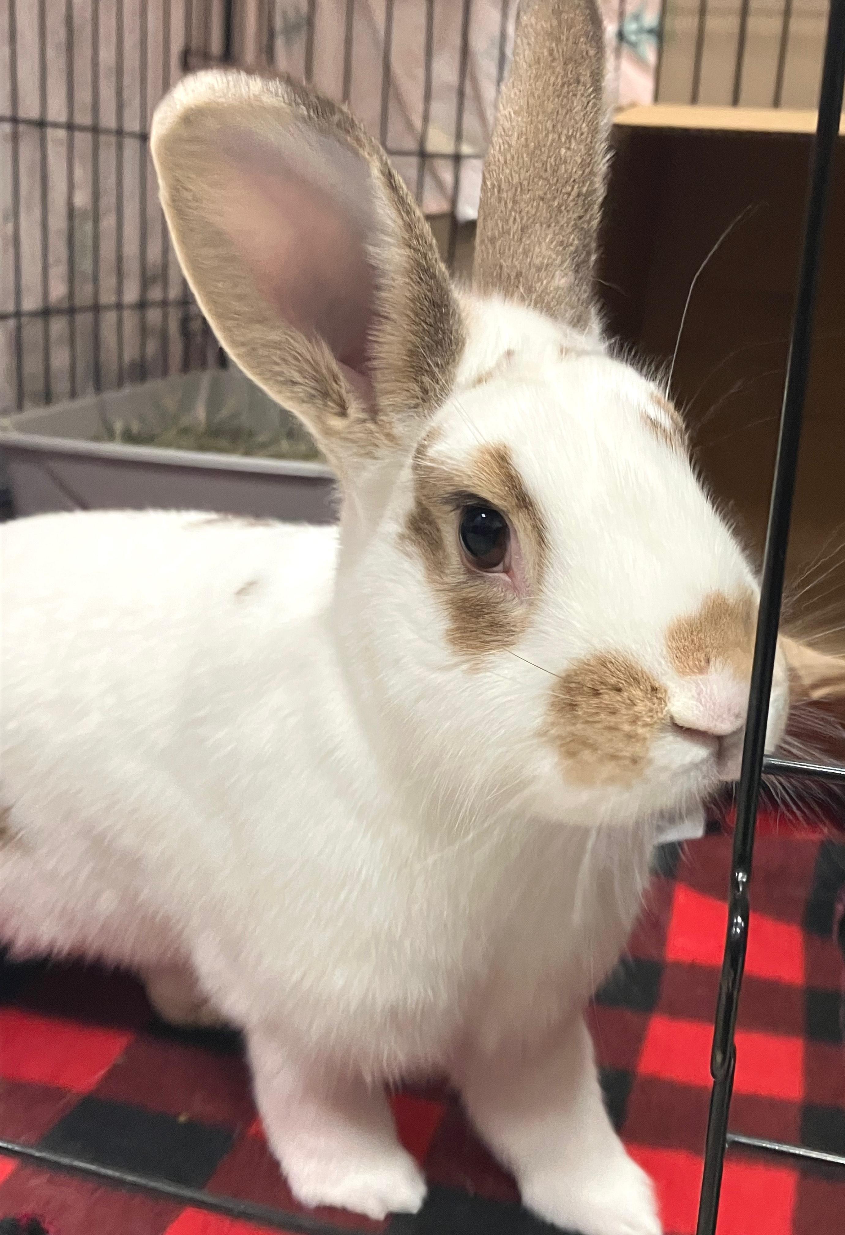 Enlarge Jax, an adopted mixed breed in Oshkosh, WI image 3/5