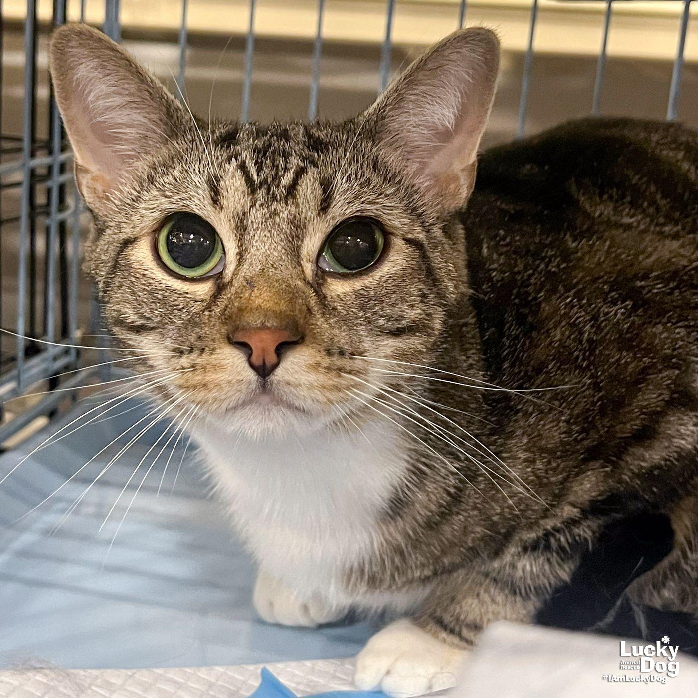 Pilsner, Adoptable, Adult Male Domestic Short Hair.