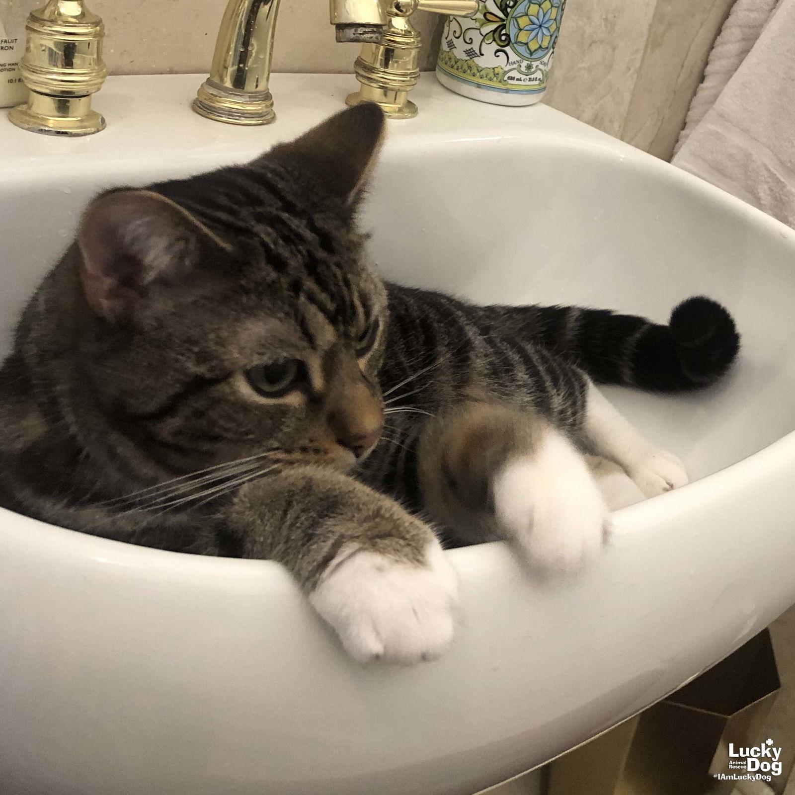 Pilsner, Adoptable, Adult Male Domestic Short Hair.