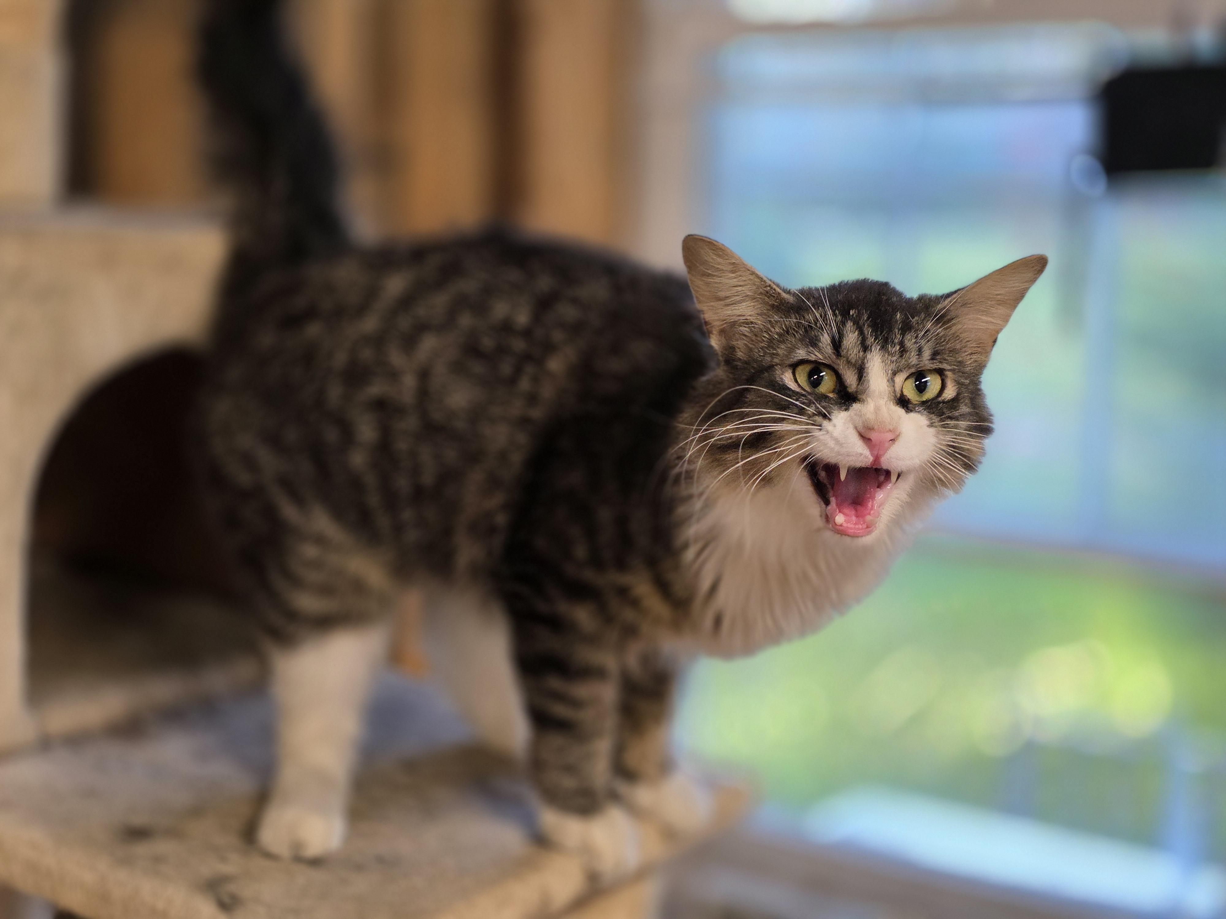 Houdini, a ADOPTABLE Tabby in Richmond, VA image 4/6