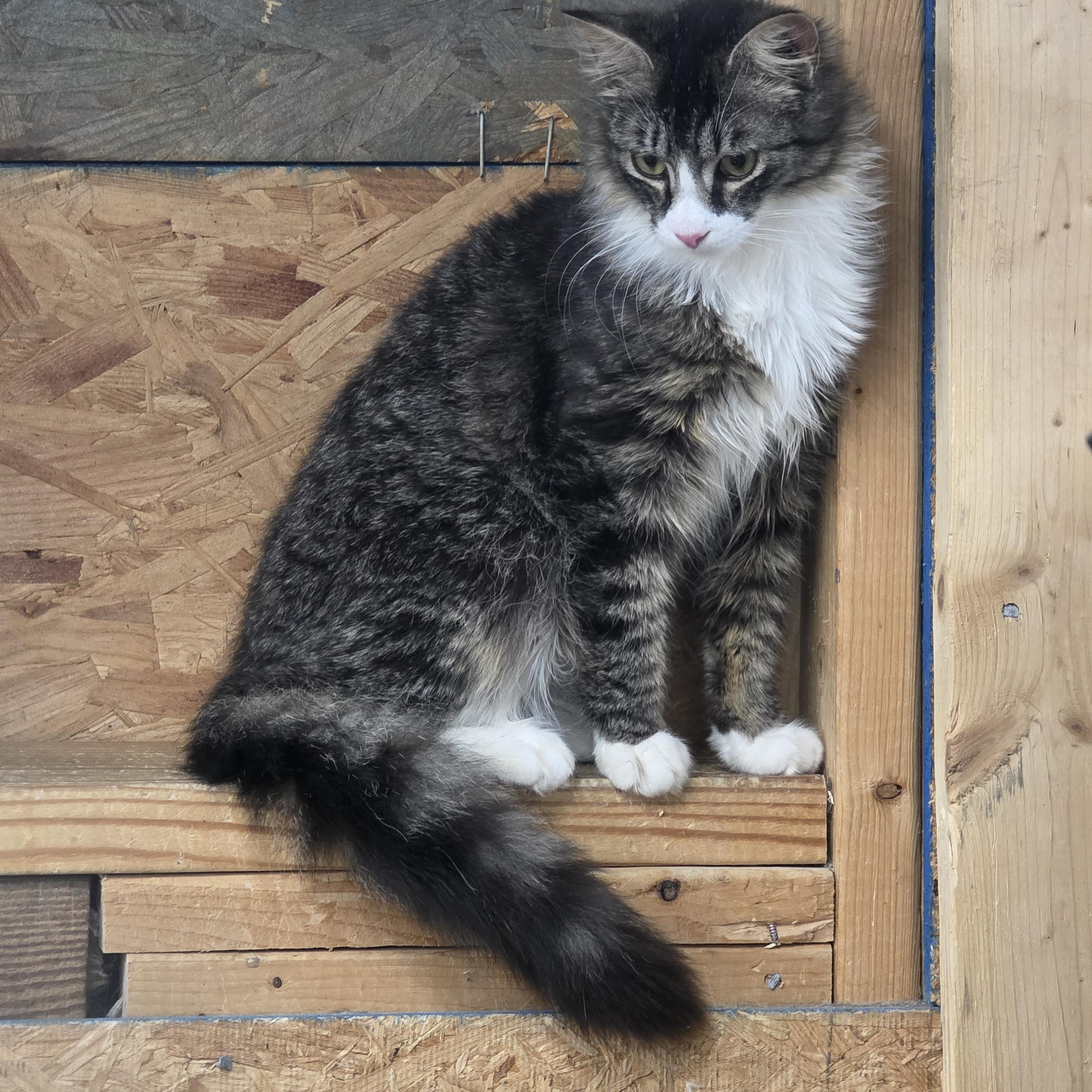 Houdini, a ADOPTABLE Tabby in Richmond, VA image 3/6