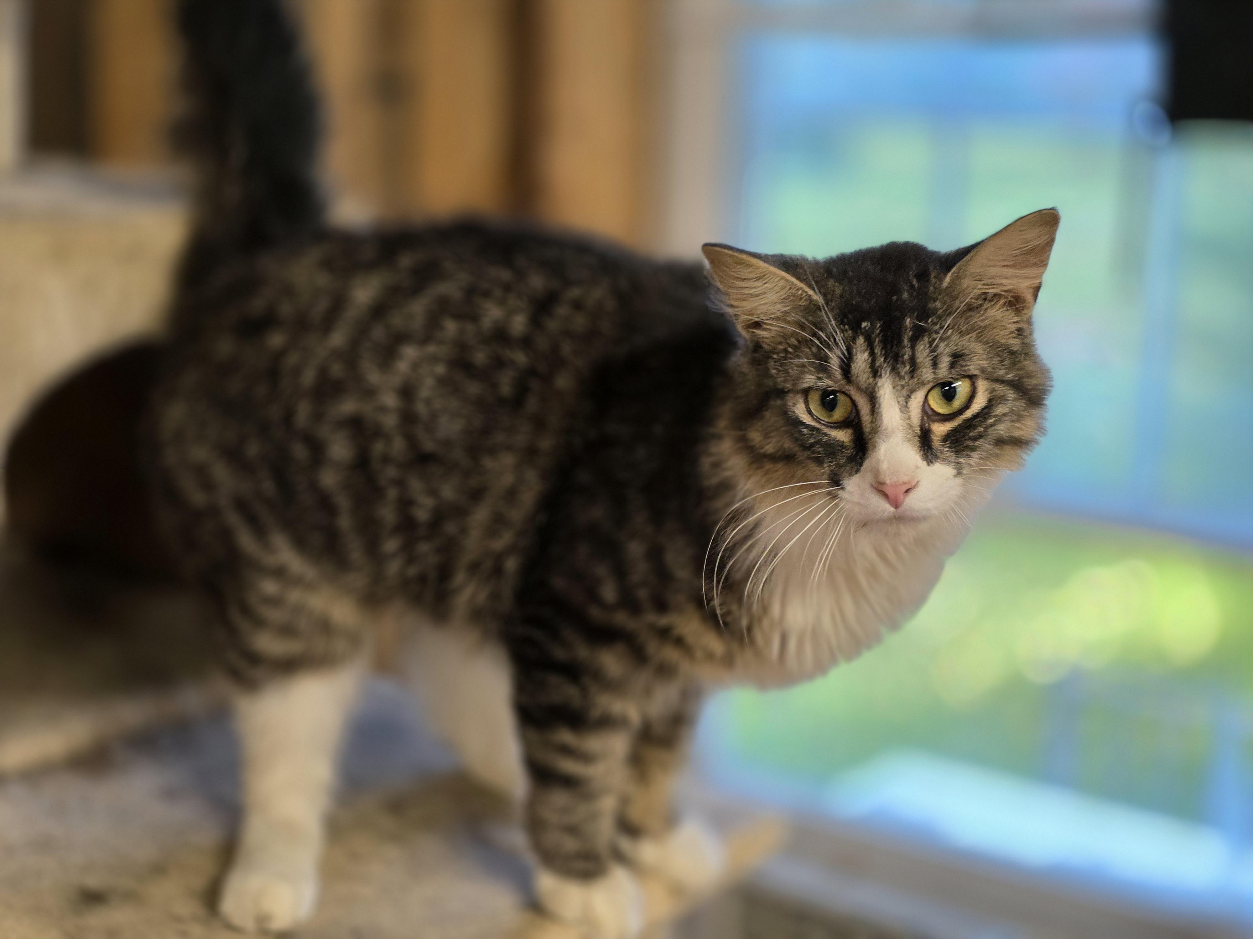 Houdini, a ADOPTABLE Tabby in Richmond, VA image 5/6