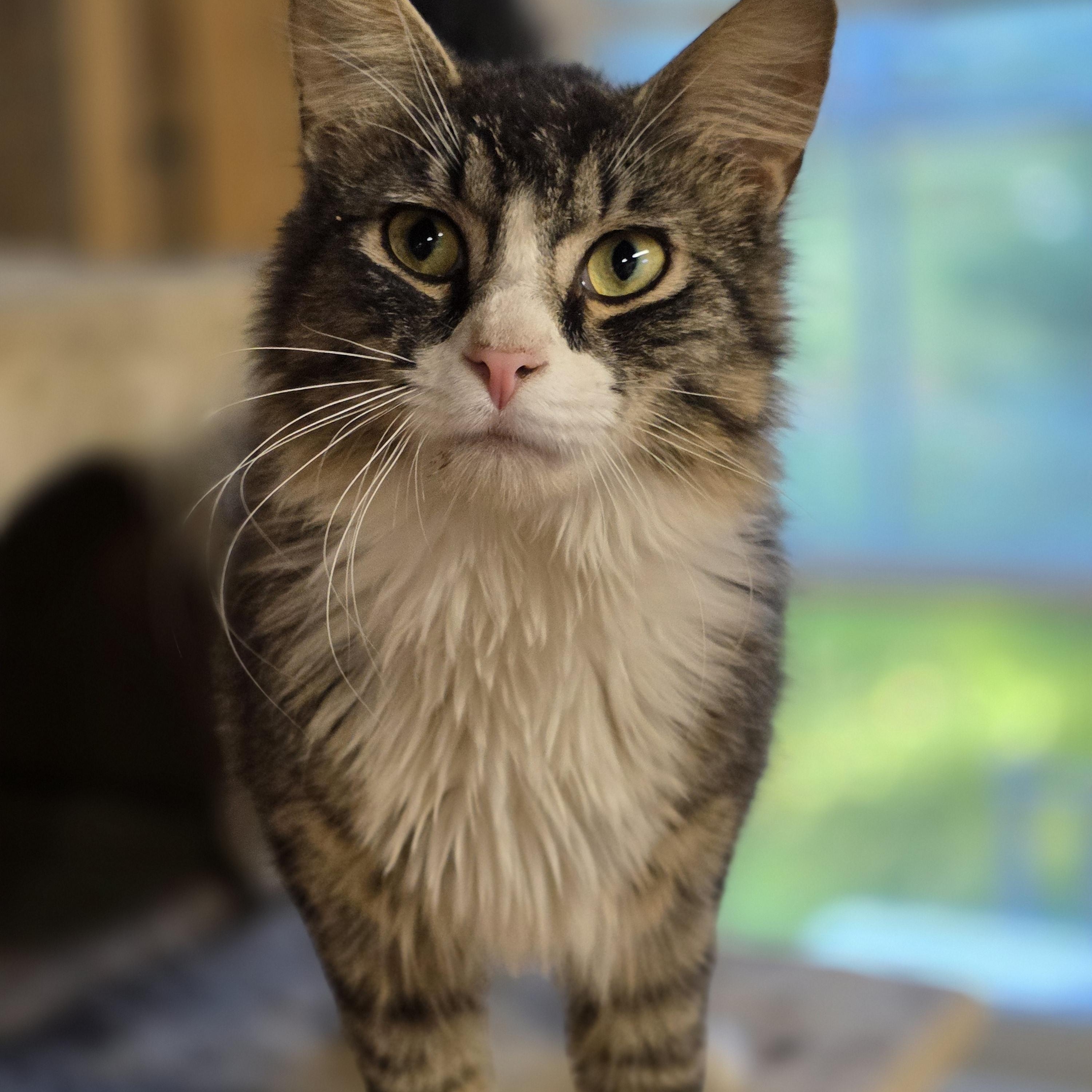 Houdini, a ADOPTABLE Tabby in Richmond, VA image 6/6