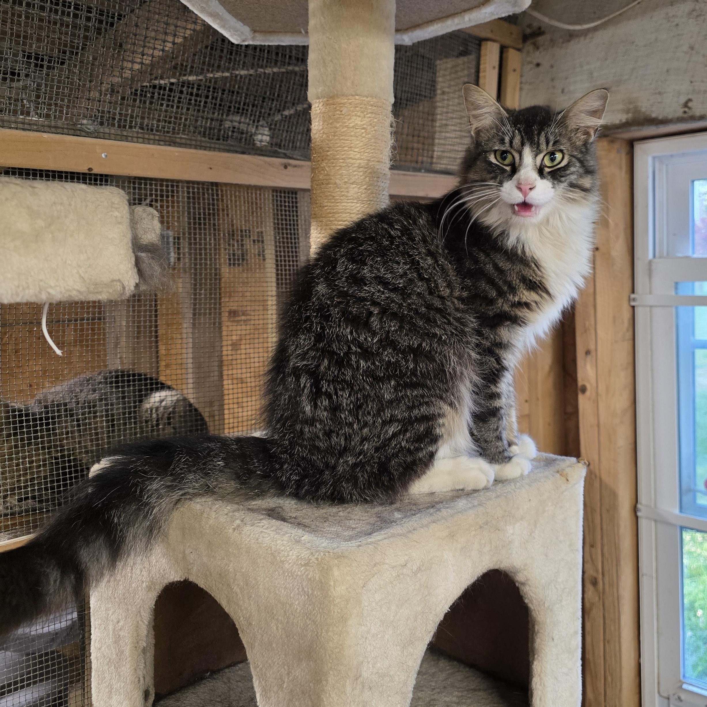 Houdini, a ADOPTABLE Tabby in Richmond, VA image 1/6
