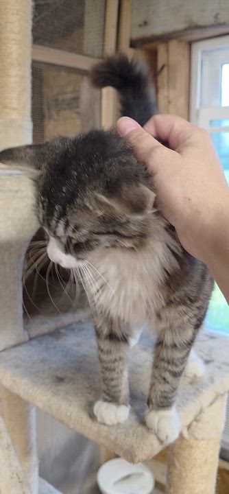 Enlarge Houdini, a ADOPTABLE Tabby in Richmond, VA video 2/6