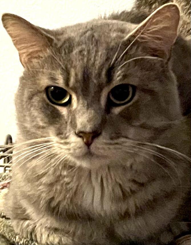 Enlarge Pebbles, a Adoptable Domestic Short Hair in Lutherville, MD image 1/1