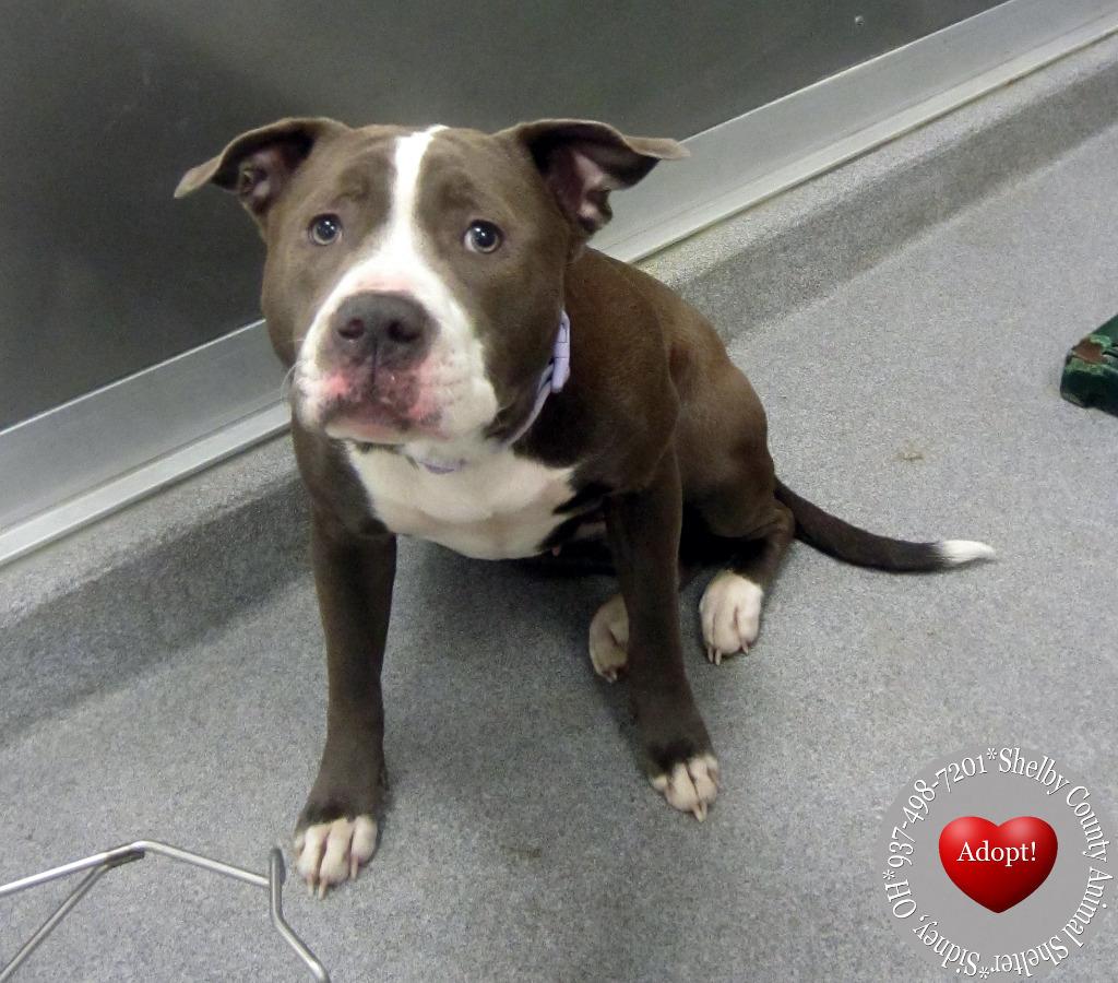 Ariel Yrly 502, Adoptable, Adult Female Pit Bull Terrier.