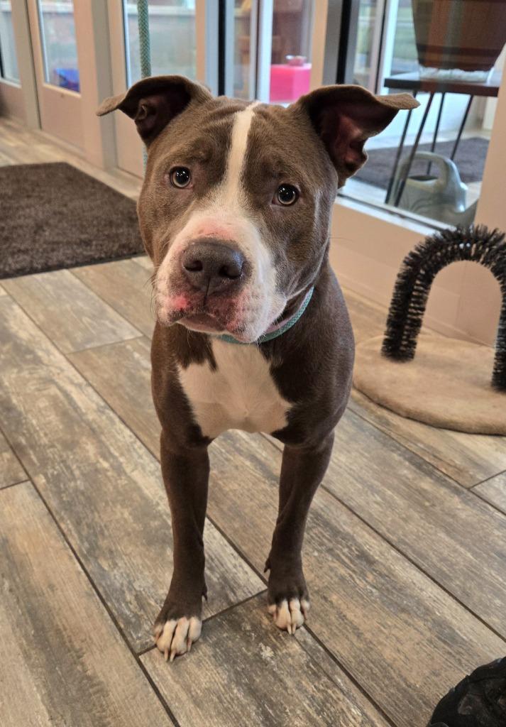 Enlarge Ariel Yrly 502, a Adoptable Pit Bull Terrier in Sidney, OH image 2/2