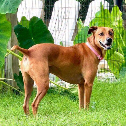 Enlarge Sol, a Adoptable Shepherd in Broken Arrow, OK image 2/5