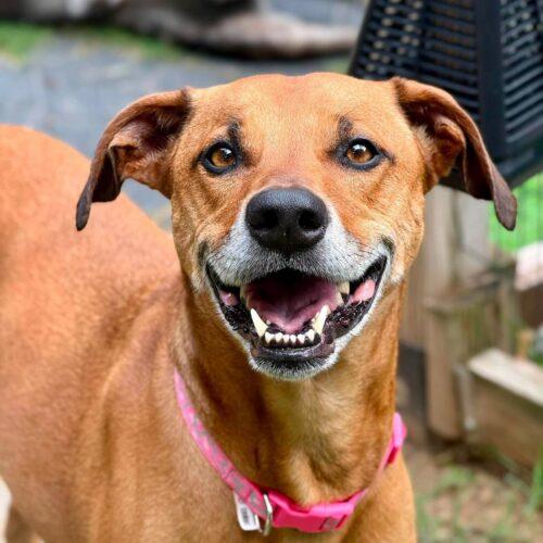 Enlarge Sol, a Adoptable Shepherd in Broken Arrow, OK image 3/5