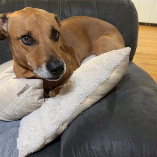Enlarge Sol, a Adoptable Shepherd in Broken Arrow, OK image 5/5