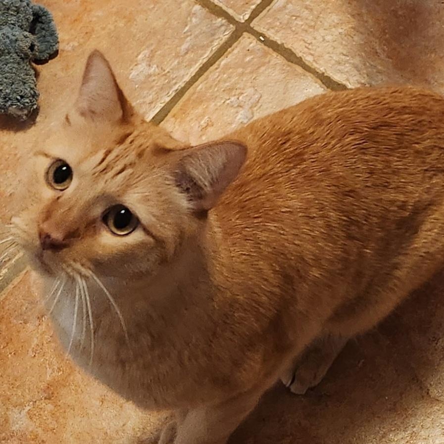 Luther and Maple, ADOPTABLE, Young Male Tabby & Calico.
