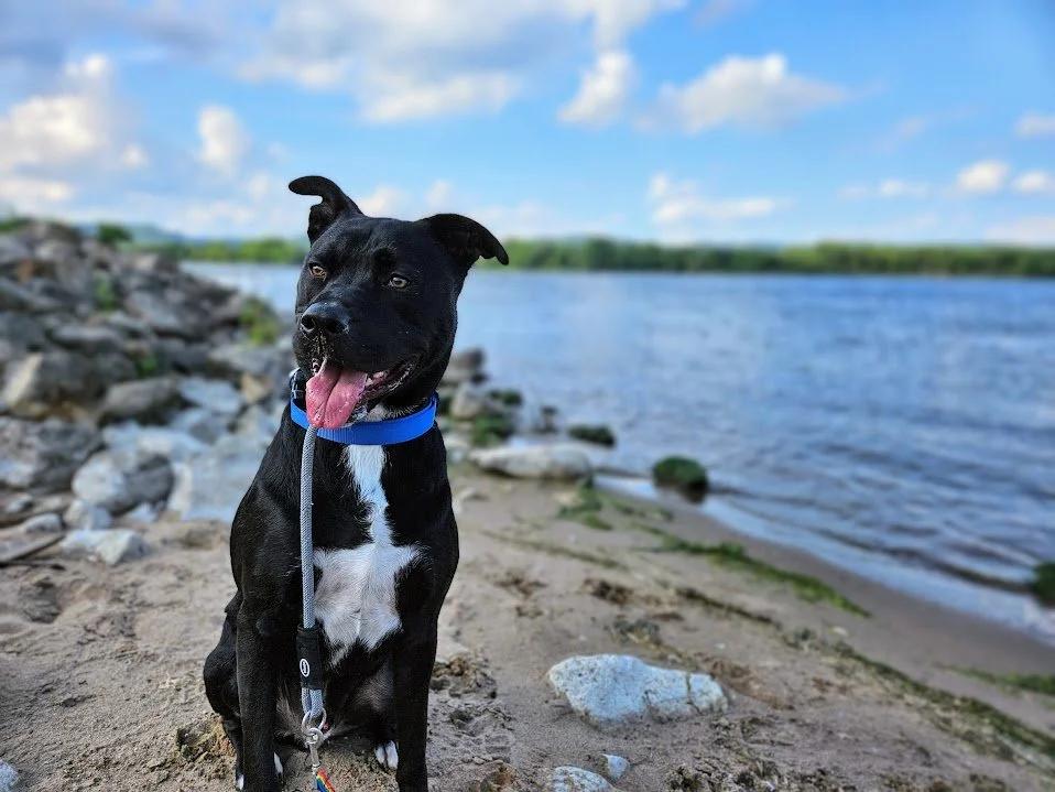 Charlie, an adoptable Pit Bull Terrier, Labrador Retriever in Winona, MN, 55987 | Photo Image 1