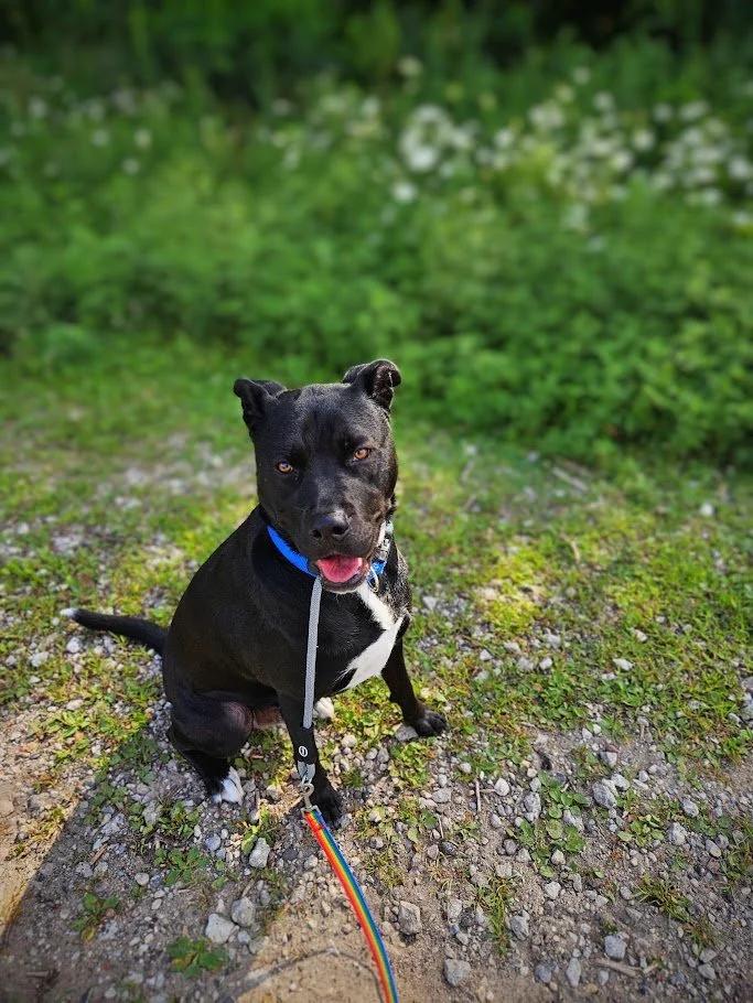 Charlie, an adoptable Pit Bull Terrier, Labrador Retriever in Winona, MN, 55987 | Photo Image 2