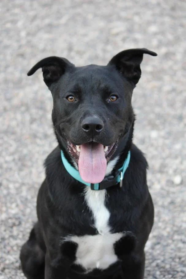 Charlie, an adoptable Pit Bull Terrier, Labrador Retriever in Winona, MN, 55987 | Photo Image 4
