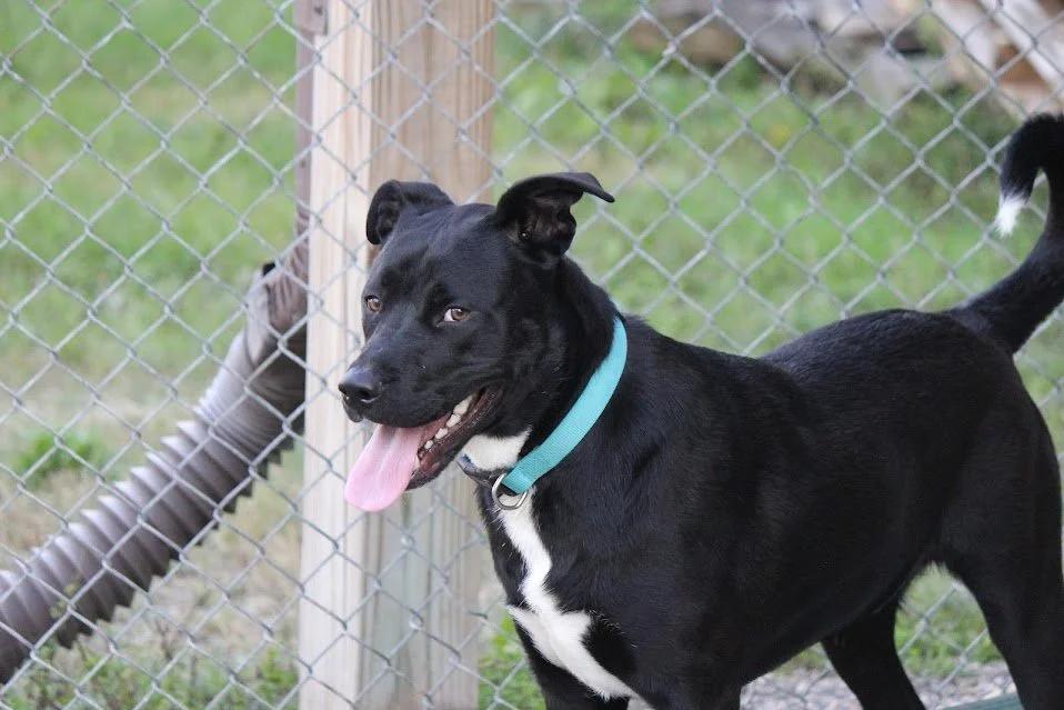 Charlie, an adoptable Pit Bull Terrier, Labrador Retriever in Winona, MN, 55987 | Photo Image 3
