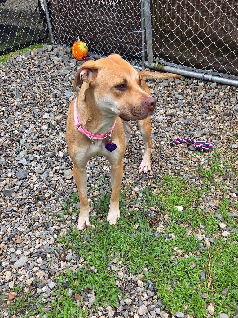 Enlarge Hazel, a Adopted Labrador Retriever in Lunenburg, VT image 1/1