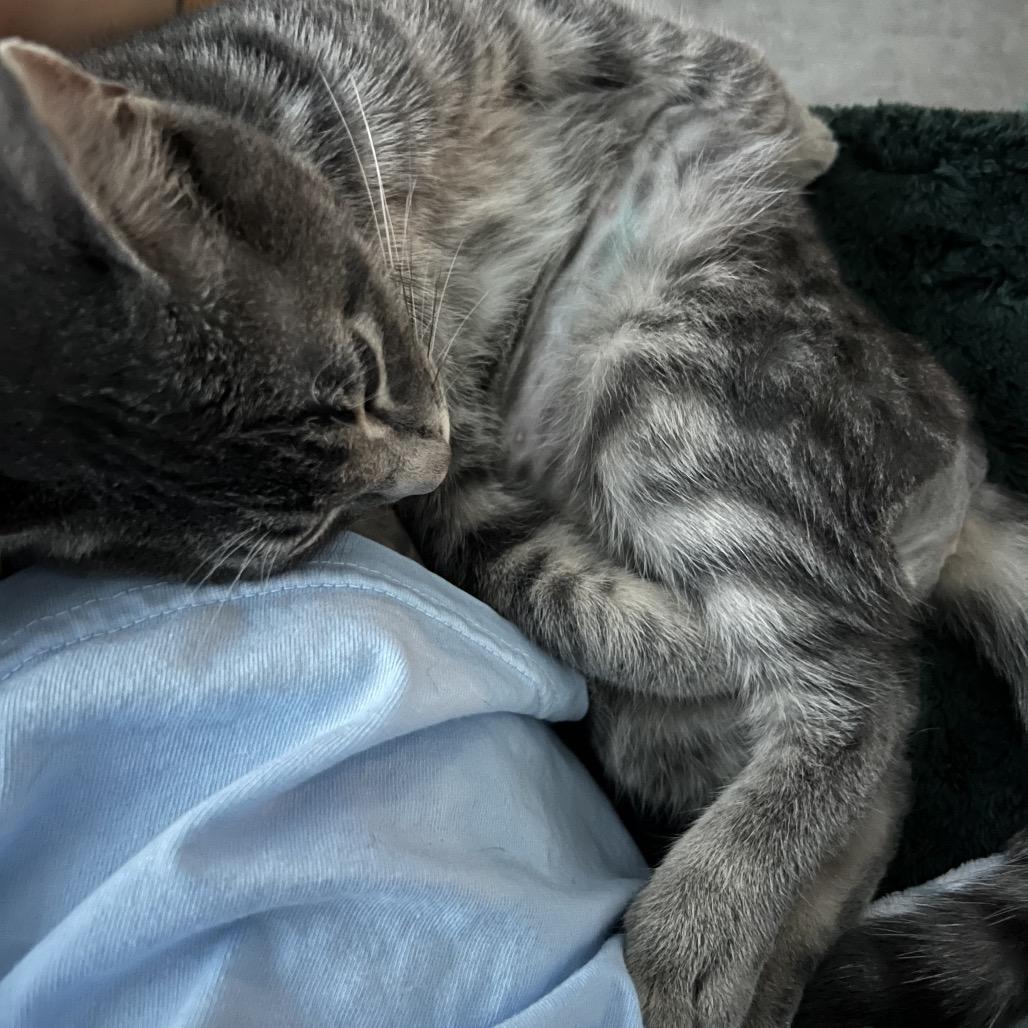 Enlarge Sharkie, a Adoptable Domestic Short Hair in Layton, UT image 1/6