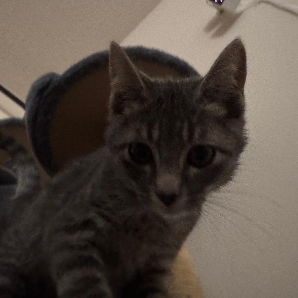 Enlarge Sharkie, a Adoptable Domestic Short Hair in Layton, UT image 2/6