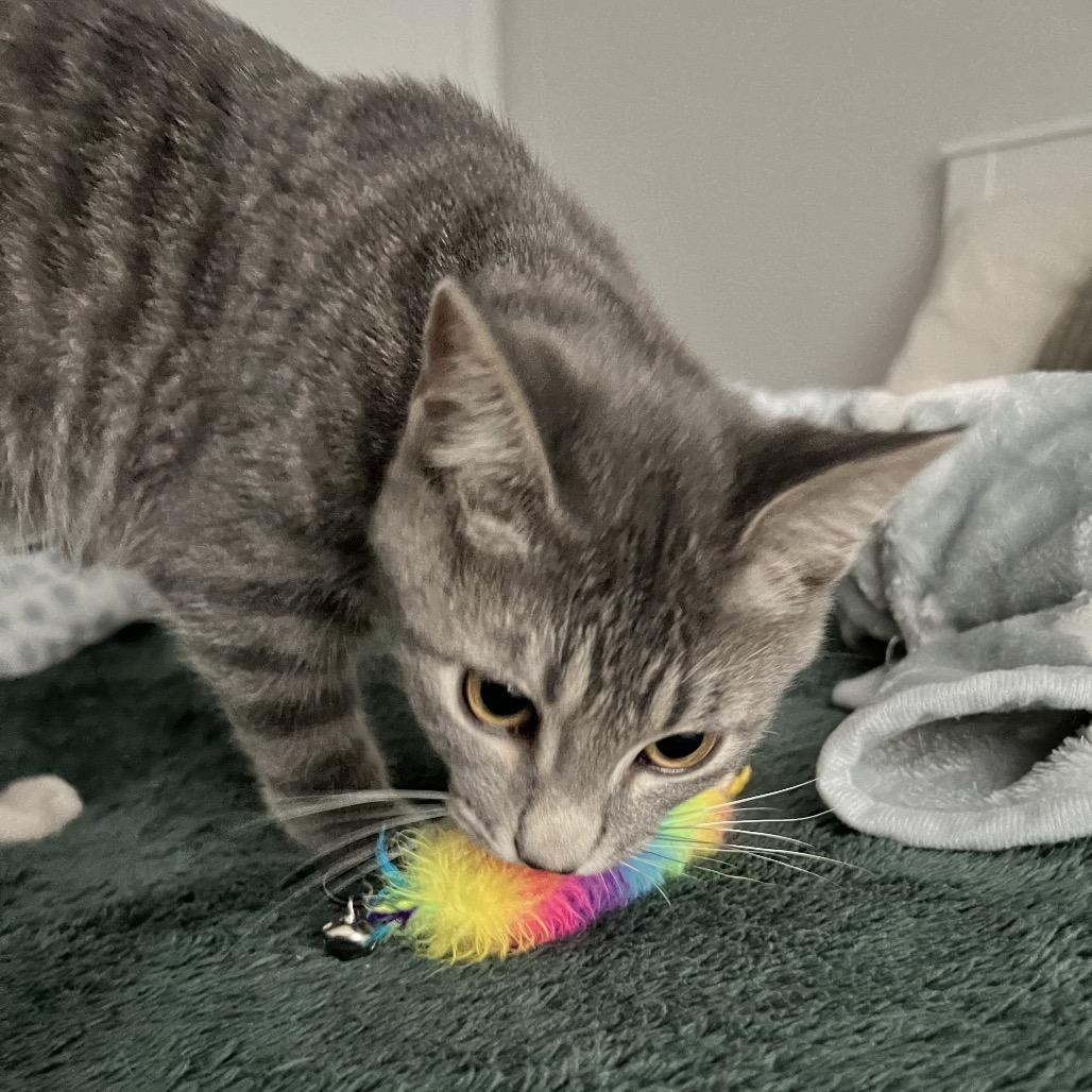 Enlarge Sharkie, a Adoptable Domestic Short Hair in Layton, UT image 3/6