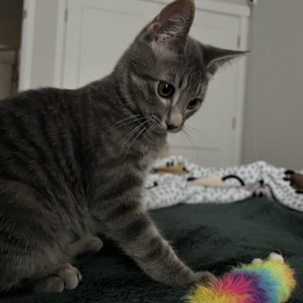 Enlarge Sharkie, a Adoptable Domestic Short Hair in Layton, UT image 4/6