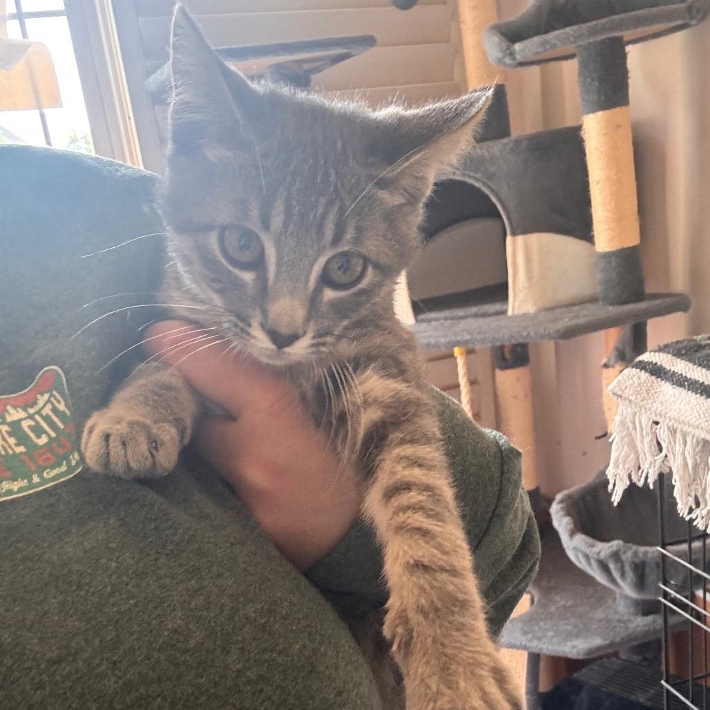 Enlarge Sharkie, a Adoptable Domestic Short Hair in Layton, UT image 5/6