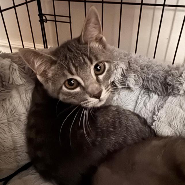 Enlarge Sharkie, a Adoptable Domestic Short Hair in Layton, UT image 6/6