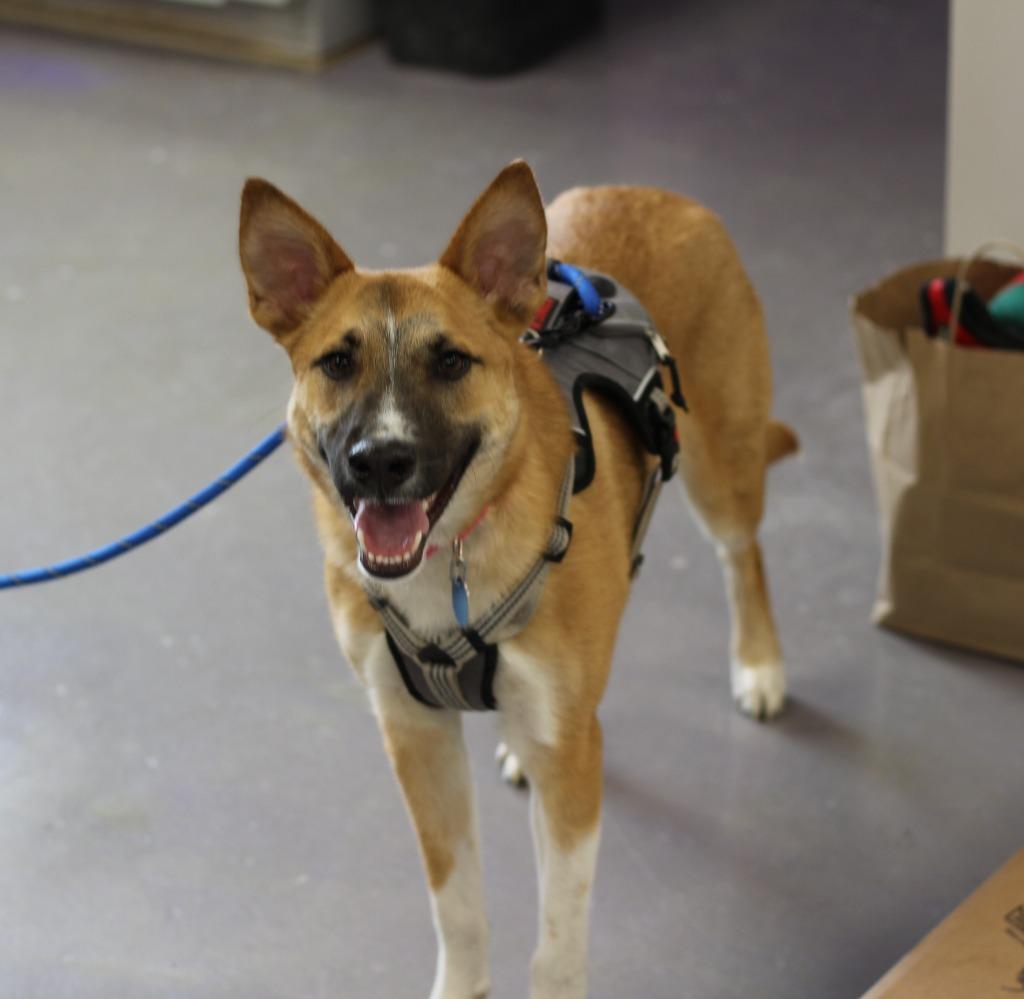 Vixen, Adoptable, Puppy Female Shepherd & Australian Cattle Dog / Blue Heeler.