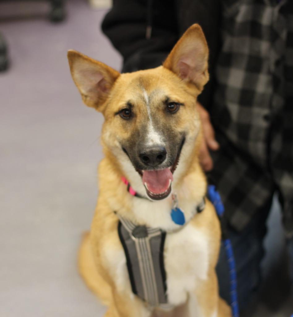 Enlarge Vixen, a Adoptable mixed breed in Rockford, IL image 2/2