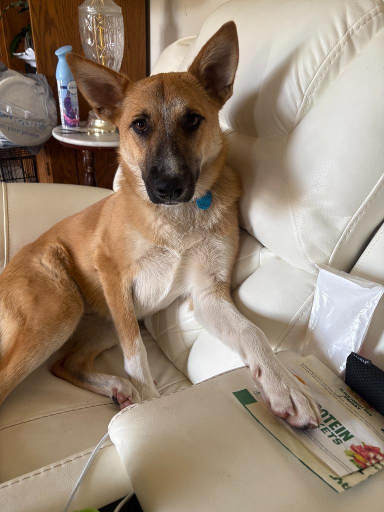 Enlarge Vixen, a Adoptable mixed breed in Rockford, IL image 1/4