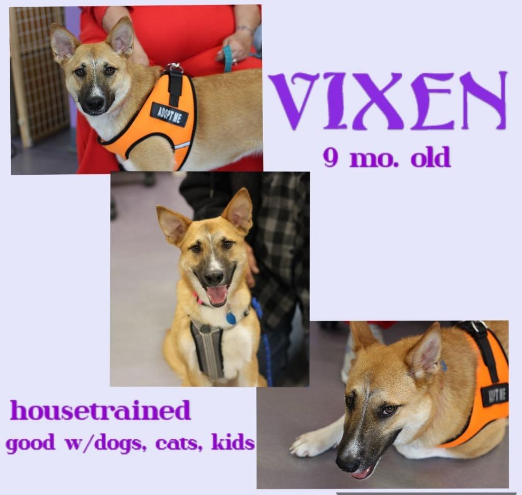 Enlarge Vixen, a Adoptable mixed breed in Rockford, IL image 2/4