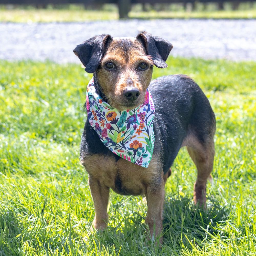 Enlarge Clover - Female , an adopted mixed breed in West Grove, PA image 1/6