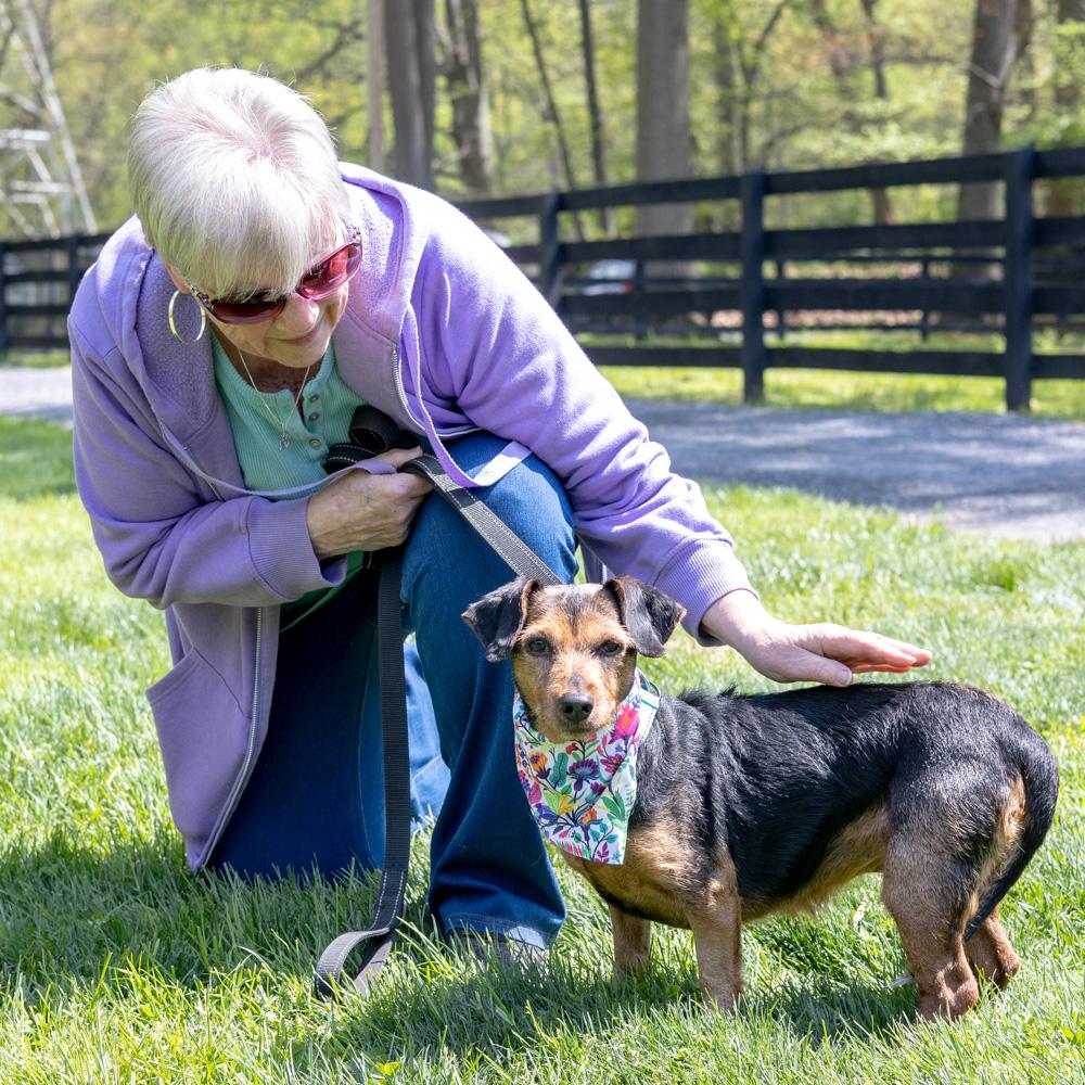Enlarge Clover - Female , an adopted mixed breed in West Grove, PA image 3/6