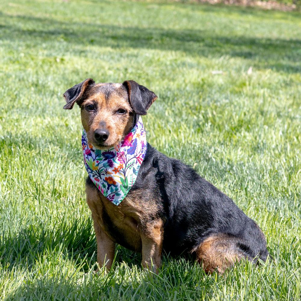 Enlarge Clover - Female , an adopted mixed breed in West Grove, PA image 2/6