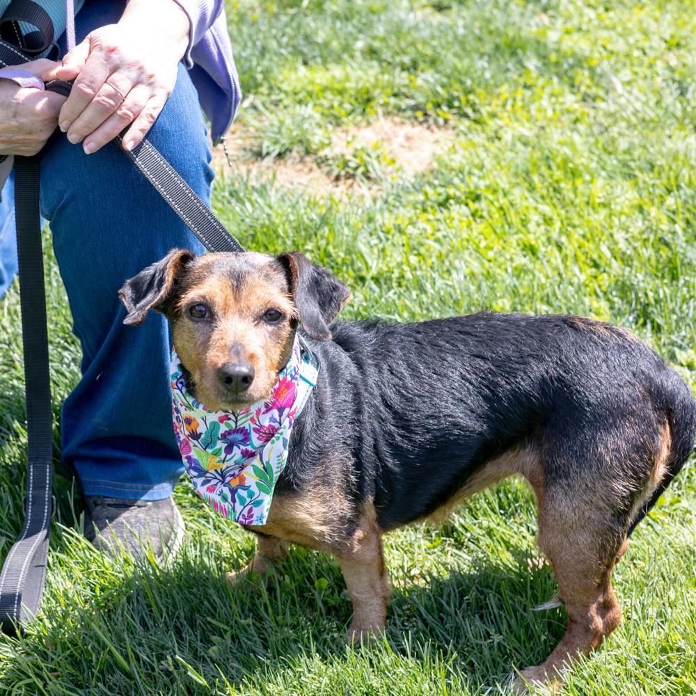 Enlarge Clover - Female , an adopted mixed breed in West Grove, PA image 6/6