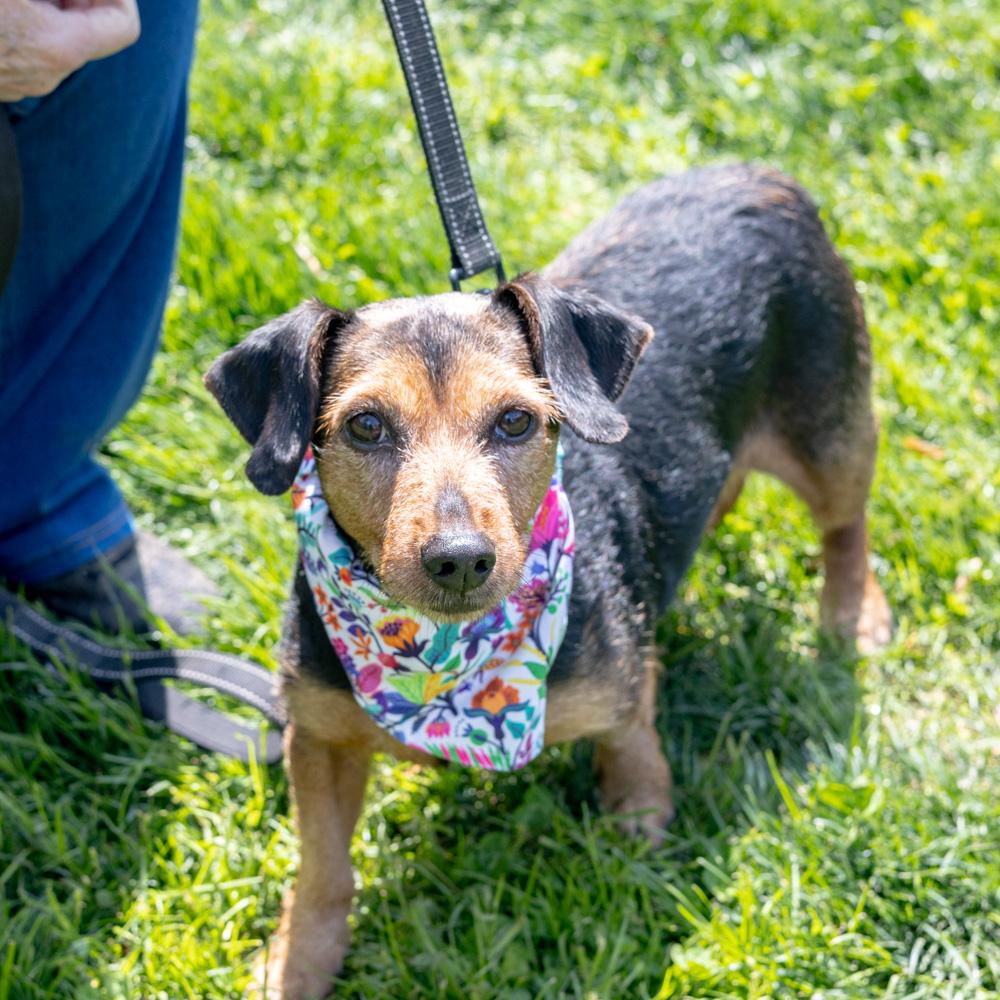 Enlarge Clover - Female , an adopted mixed breed in West Grove, PA image 5/6