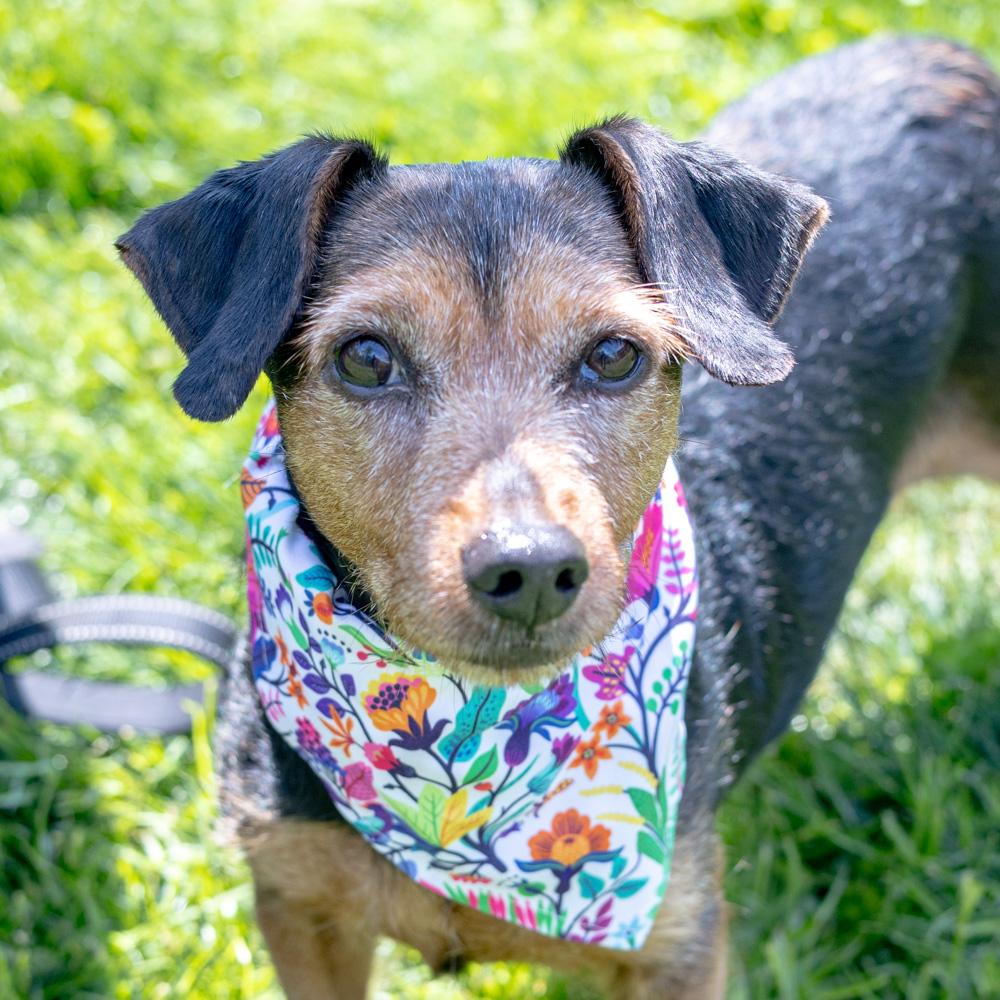 Enlarge Clover - Female , an adopted mixed breed in West Grove, PA image 4/6